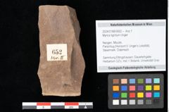 Foto (Objekt + Etikett) von Myrica lignitum Unger (NHMW-GEO-2024-0188-0652)